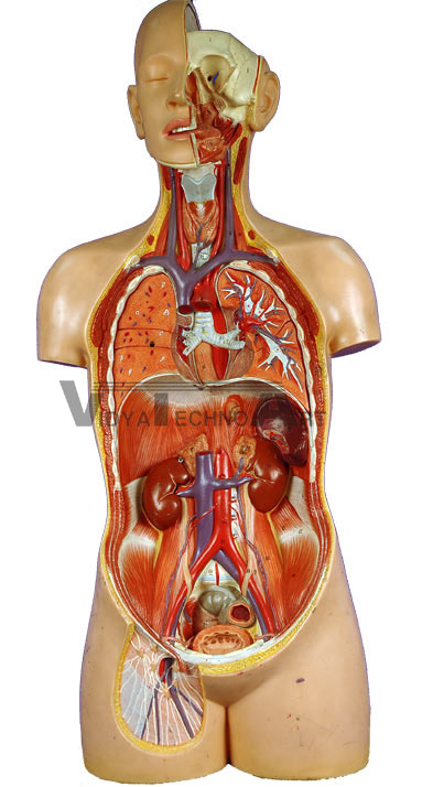 Blood Vessels